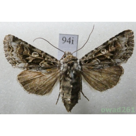 Hada plebeja (Linnaeus, 1761) Czech94i